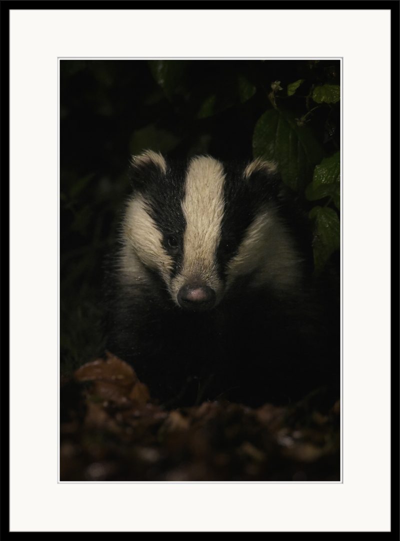 Badger - B18