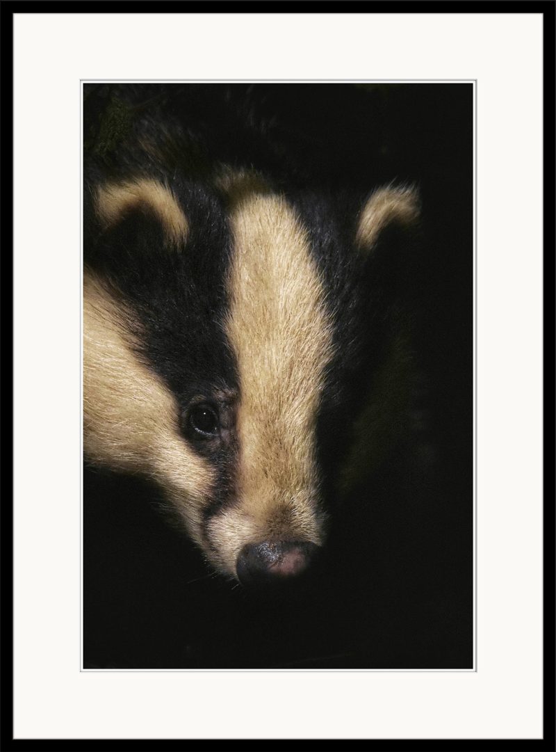 Badger - B20