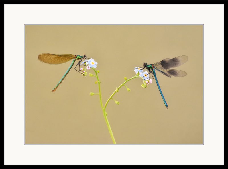 Banded Demoiselles - A12