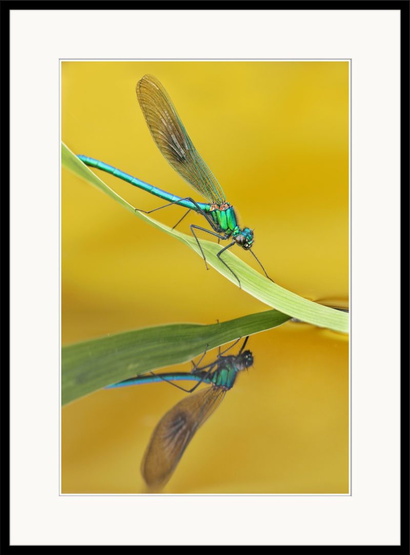 Banded Demoiselle - A15