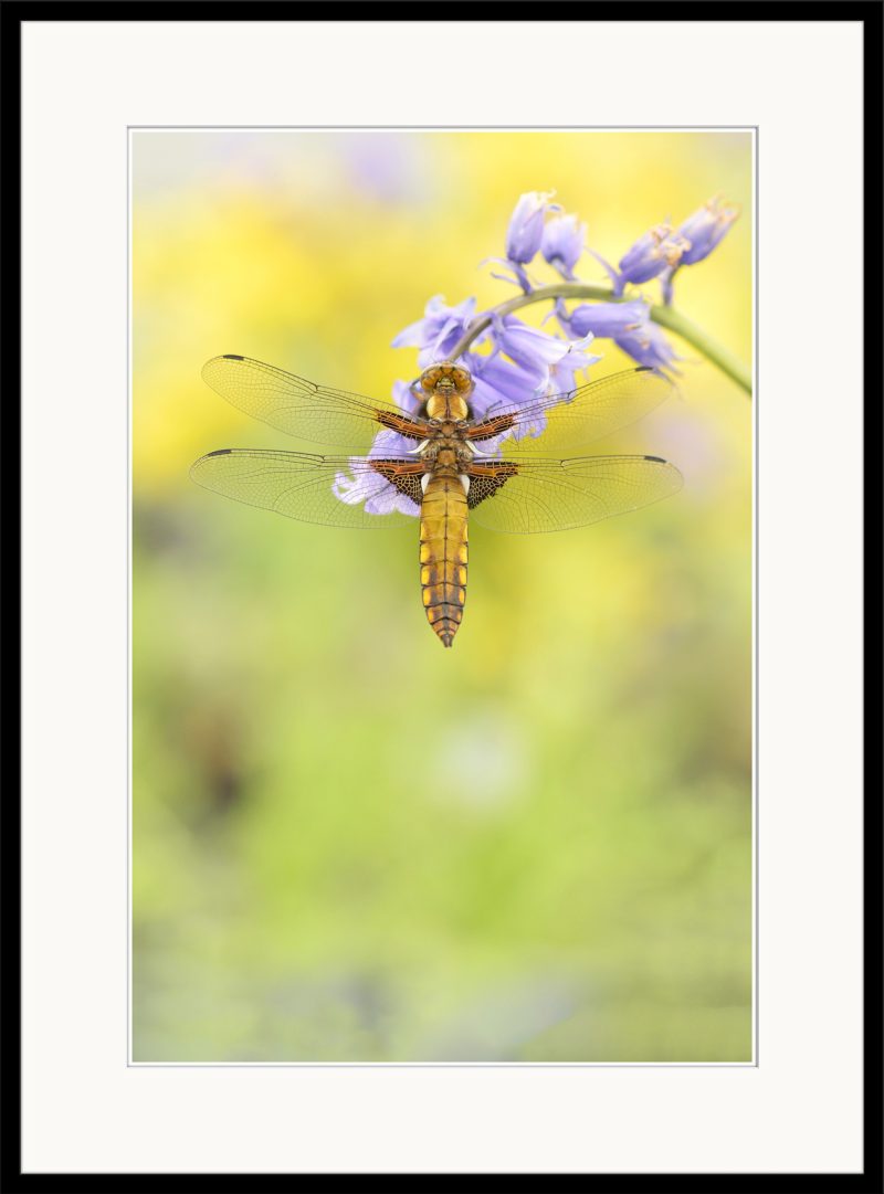 Broad-bodied Chaser - A05