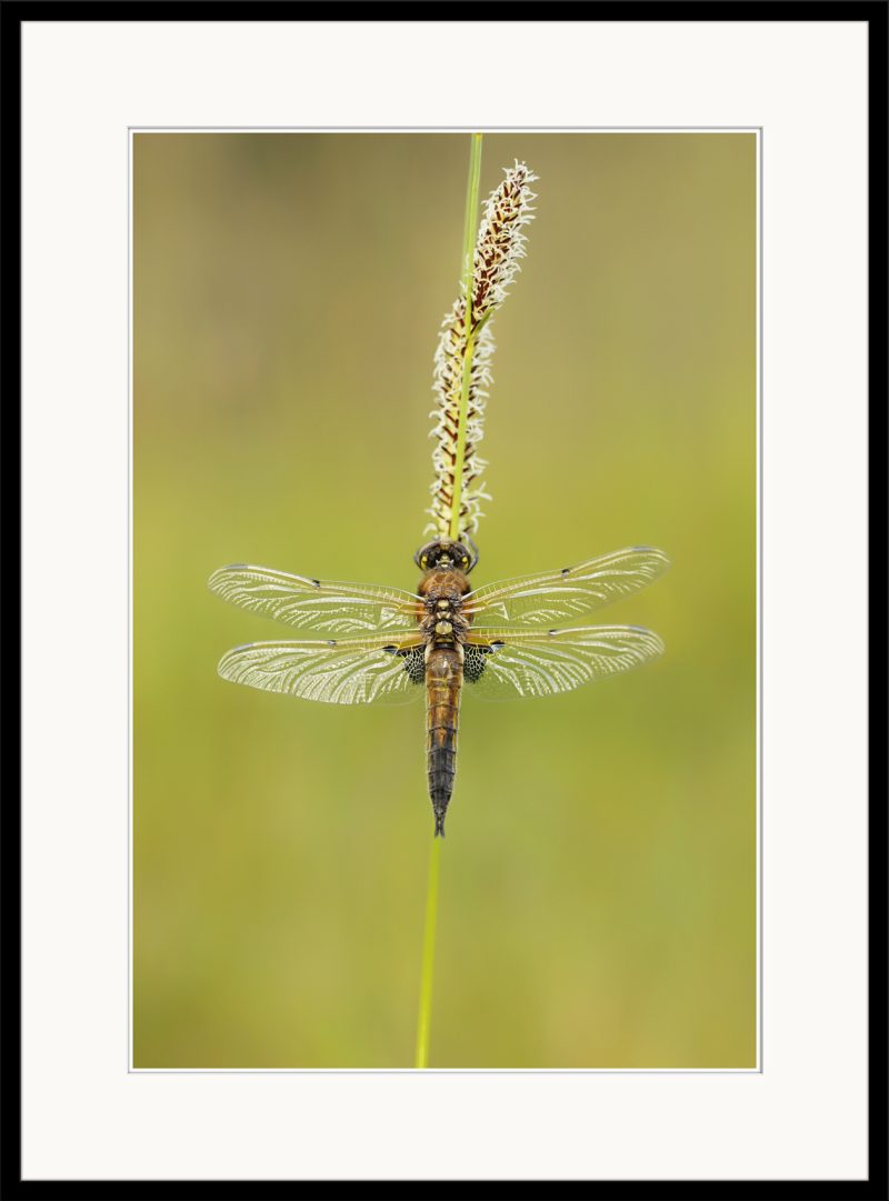 Four-spotted Chaser - A13