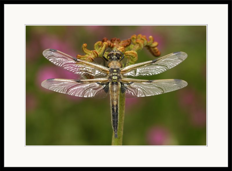 Four-spotted Chaser - A16