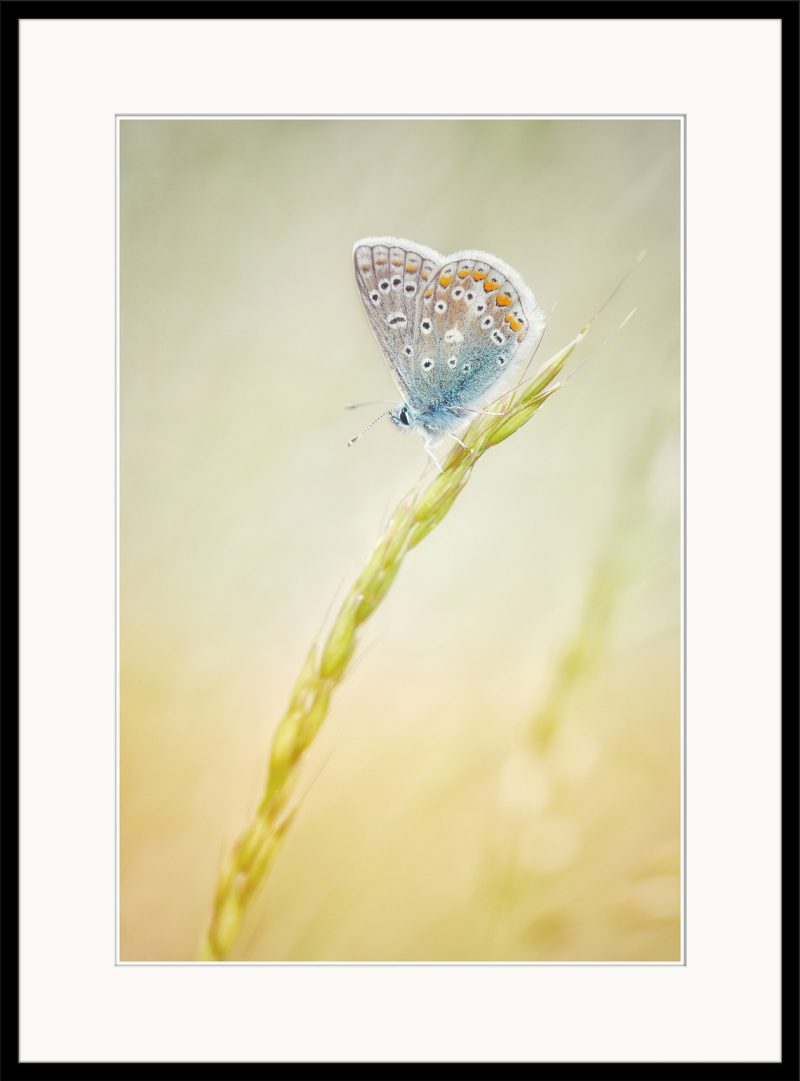 Common Blue Butterfly - A07
