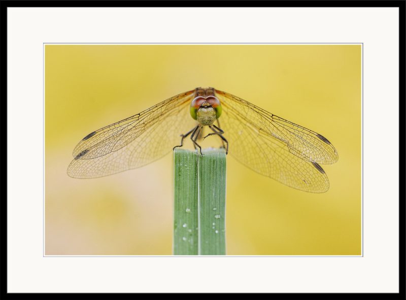 Common Darter - A18