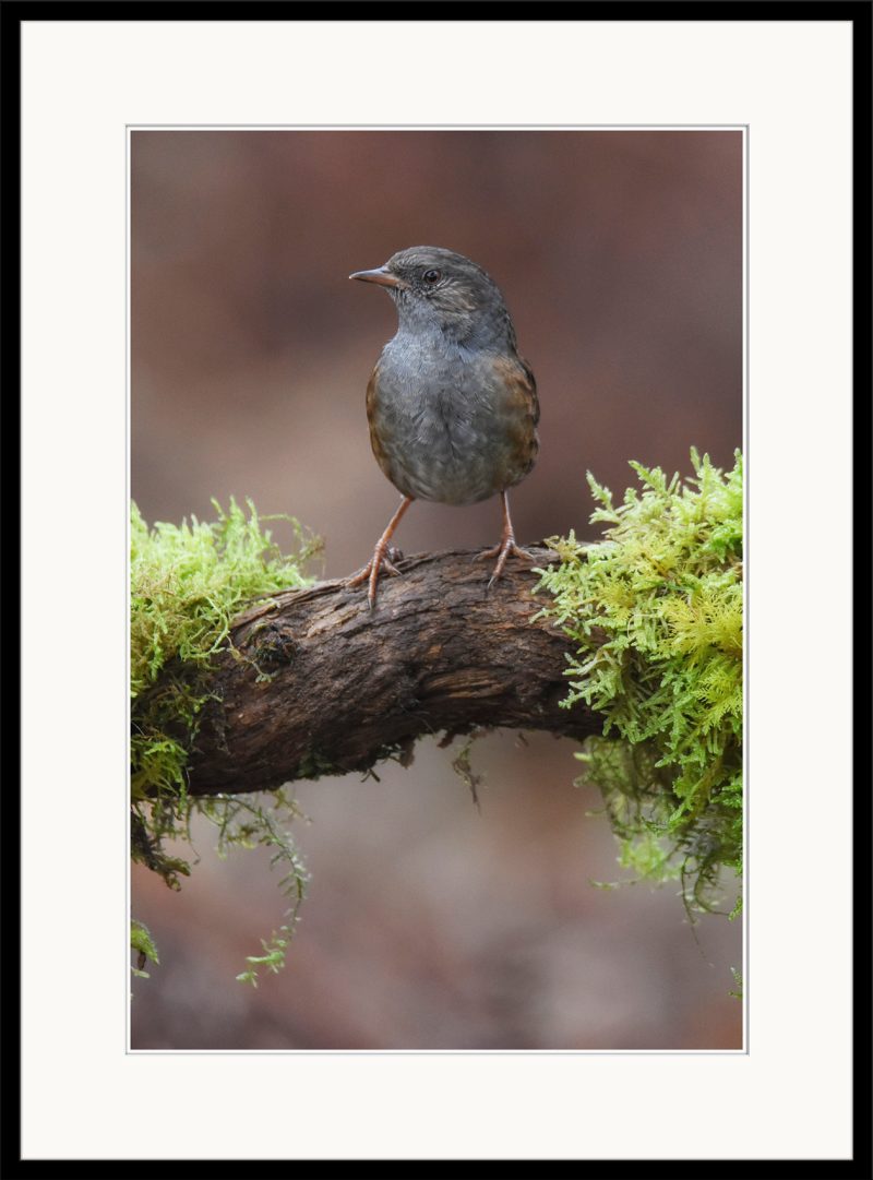 Dunnock - C19