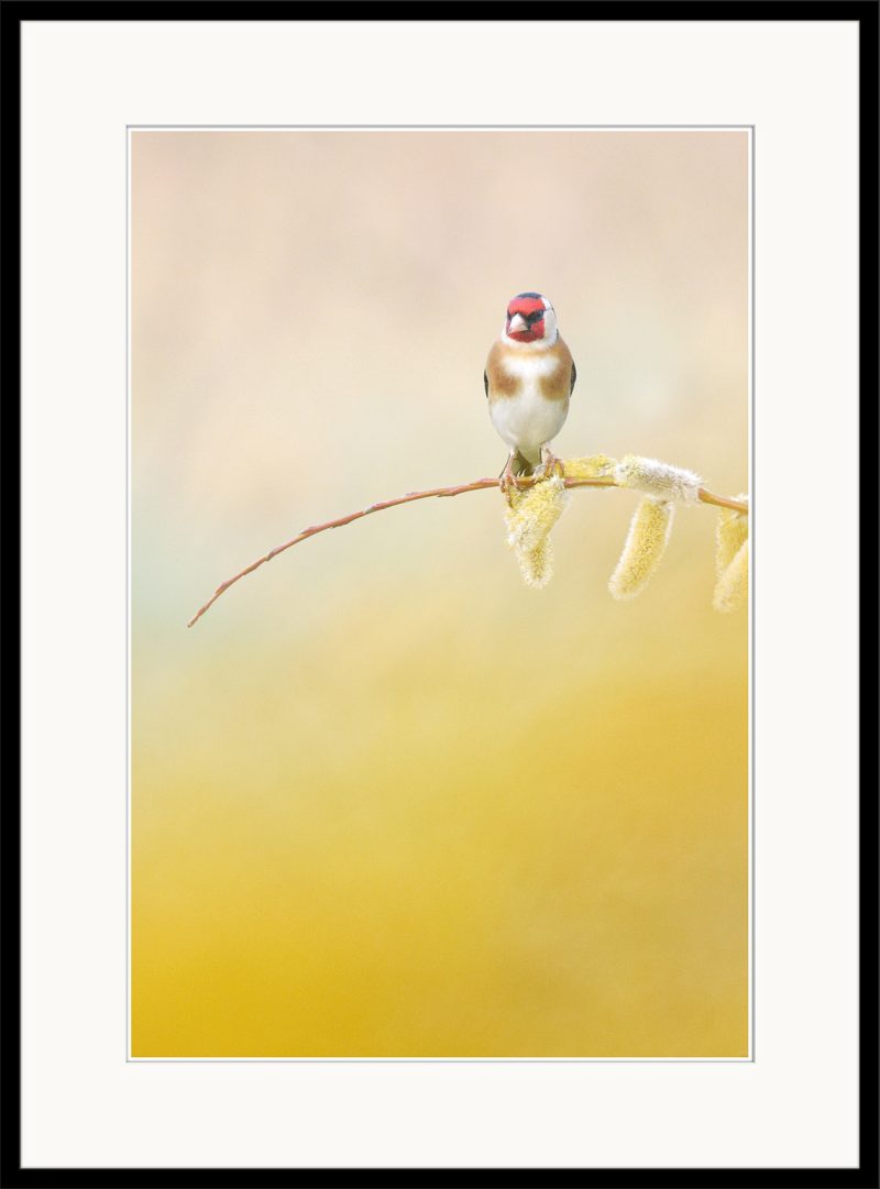 Goldfinch - C12