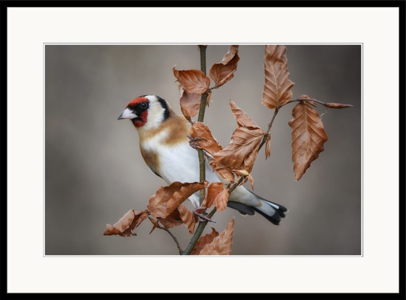 Goldfinch - C29
