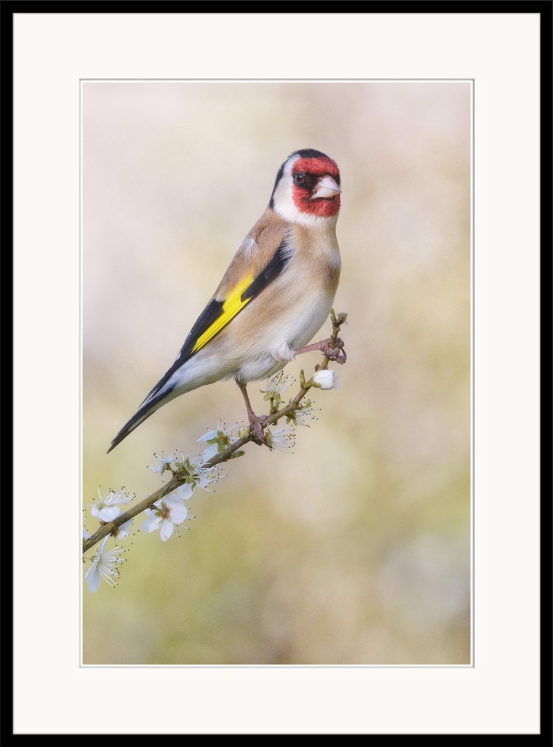 'Goldfinch in Springtime' - Limited Edition