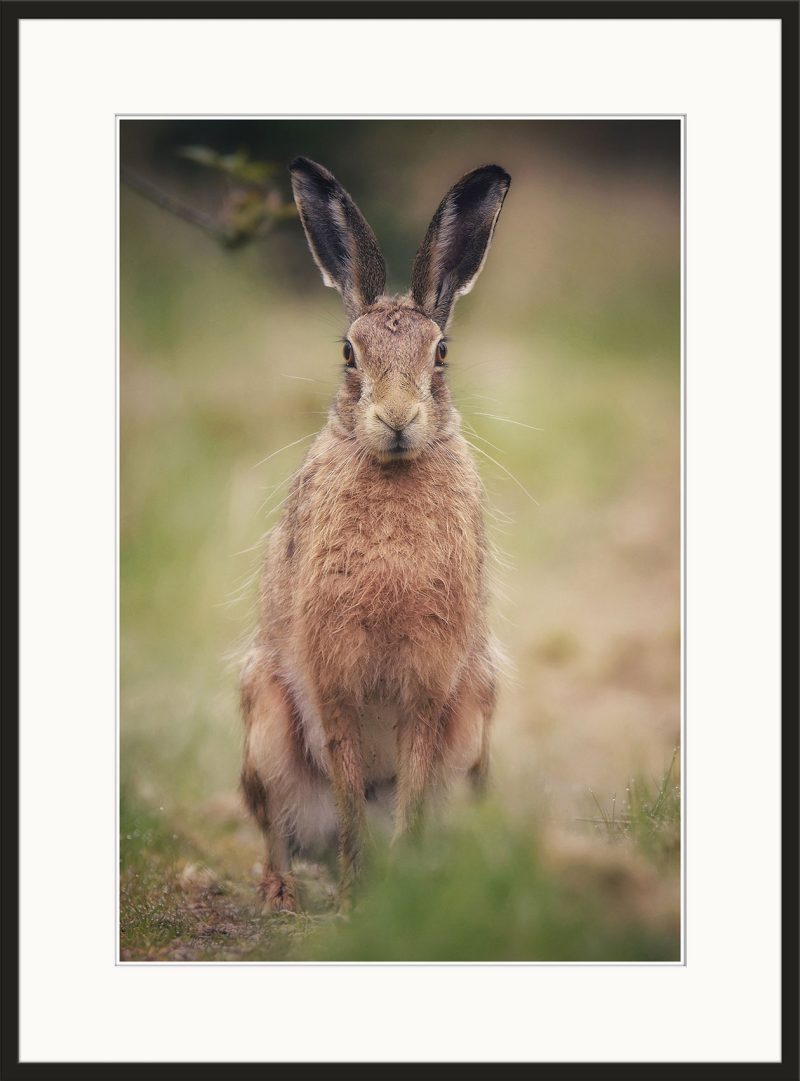 Lollopy Hare - B08