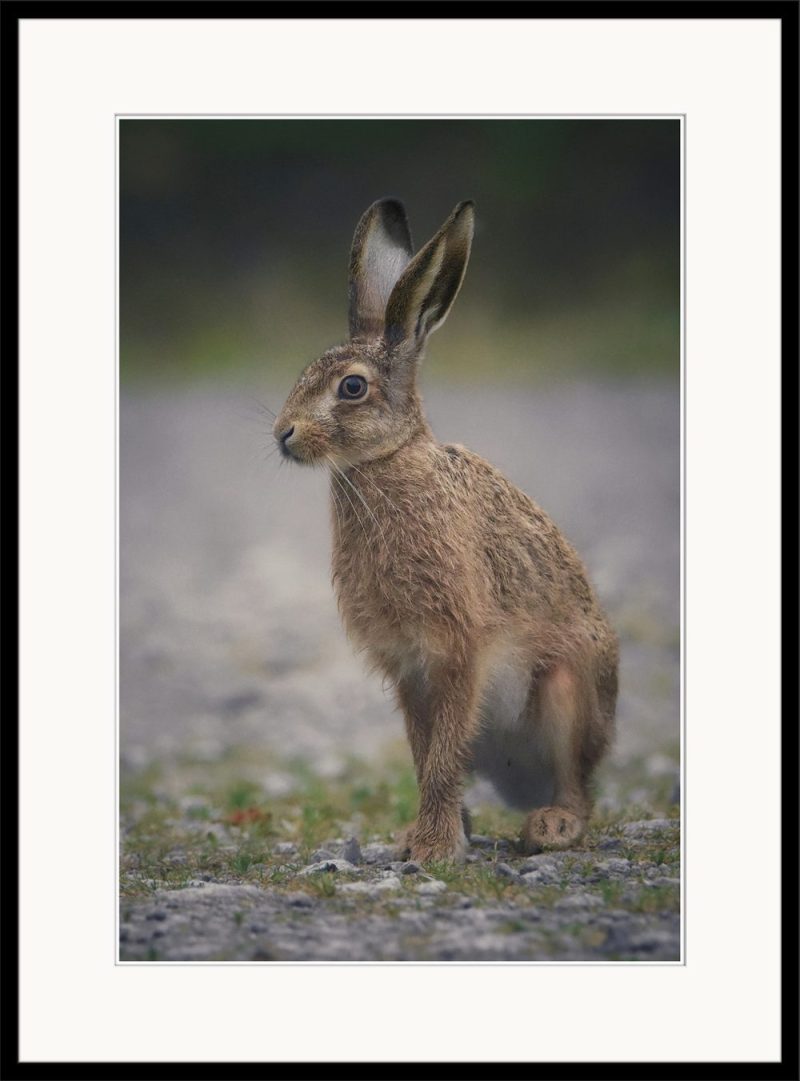Lollopy Hare Jnr - B06