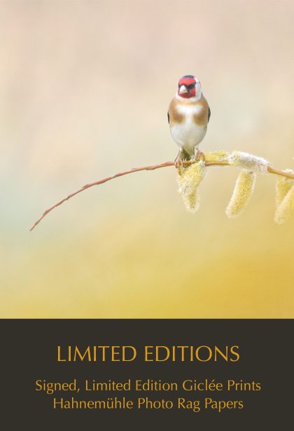 Limited Editions