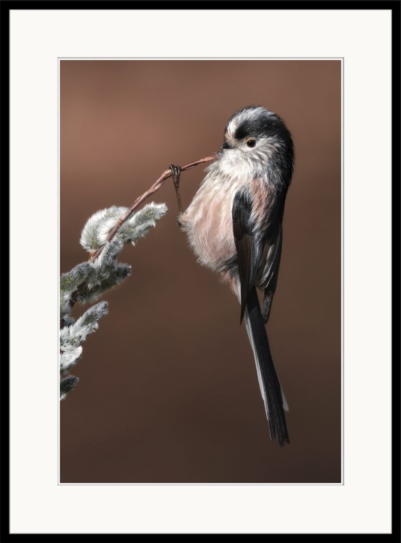 Long-tailed Tit - C23