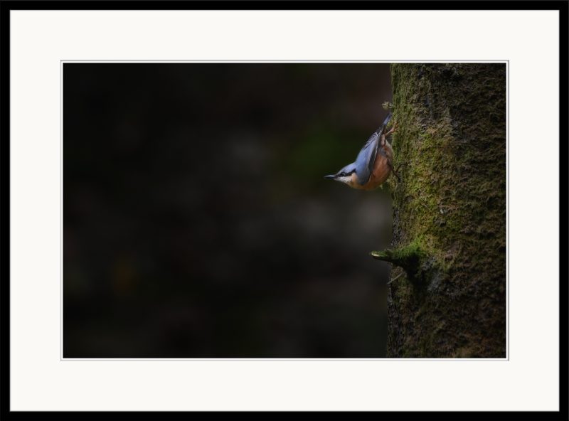 Nuthatch - C16