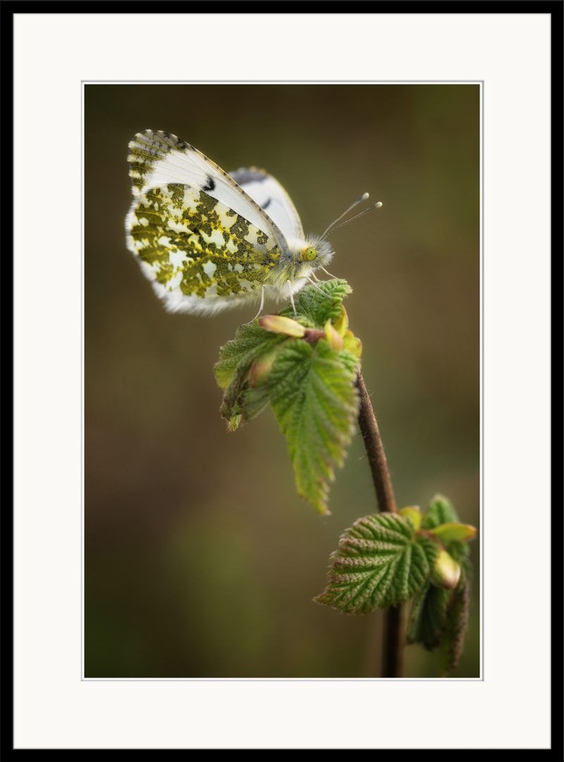 Orange-tip Butterfly - A08