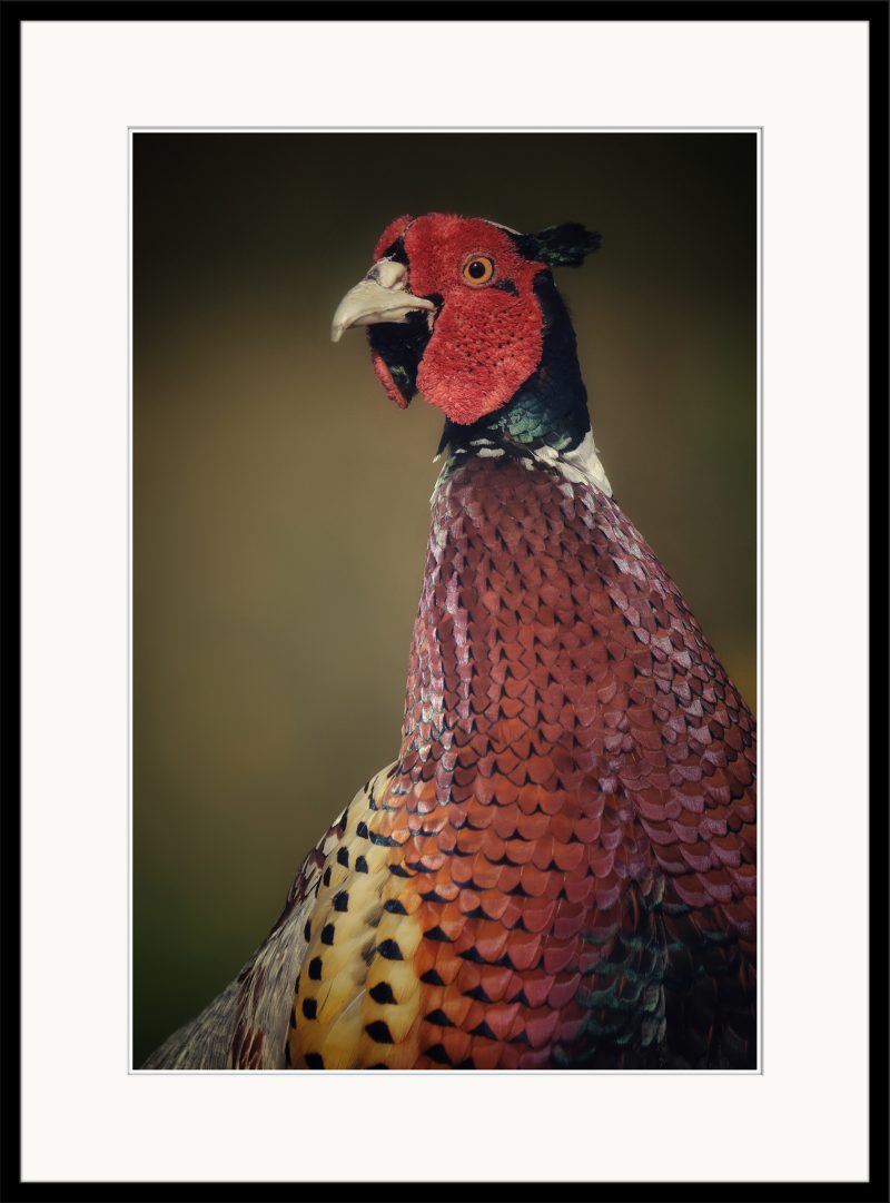 Smug Pheasant - C13