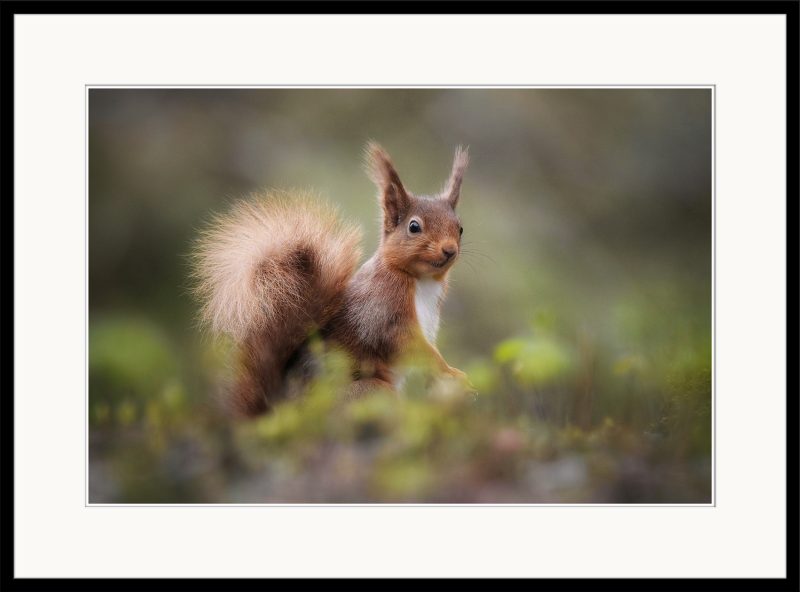 Red Squirrel - B02
