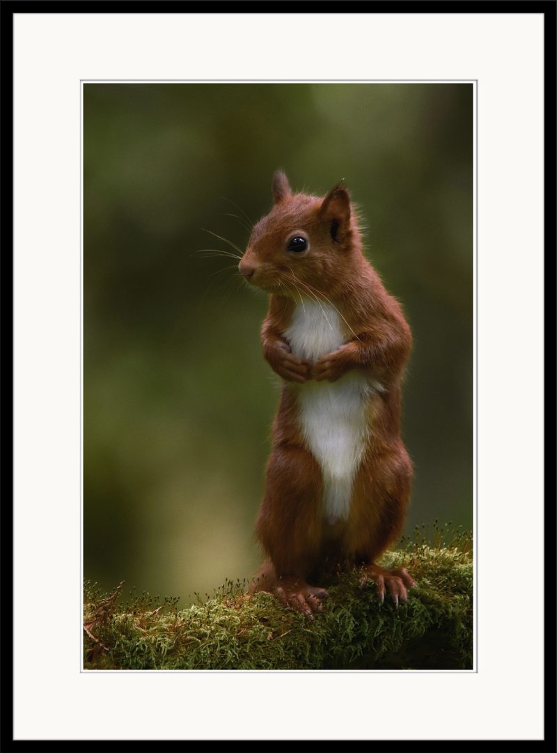Red Squirrel - B12