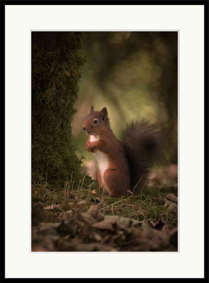 Red Squirrel - B15