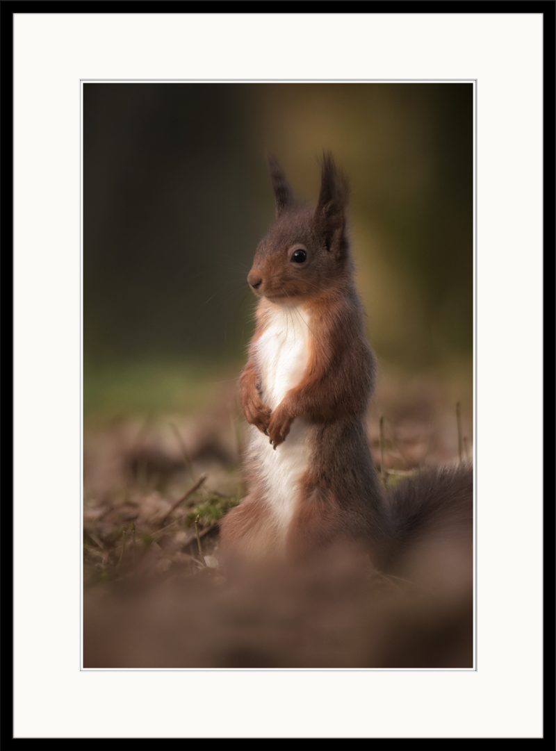 Red Squirrel - B16