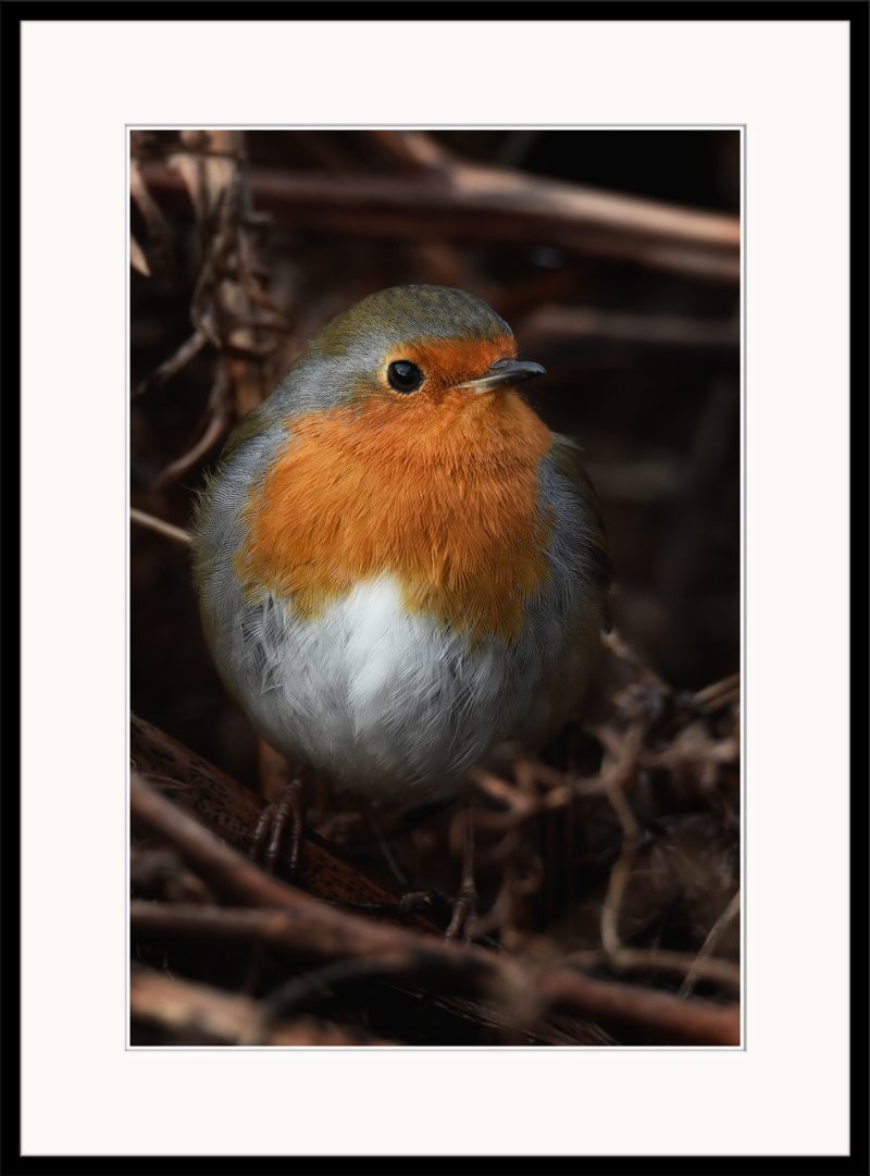 Robin - C20