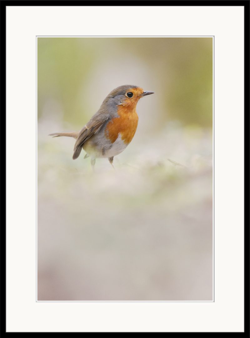 Robin - C36