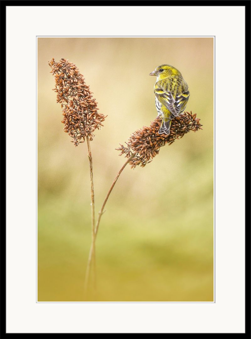 Siskin - C09