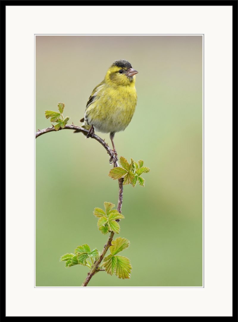 Siskin - C10