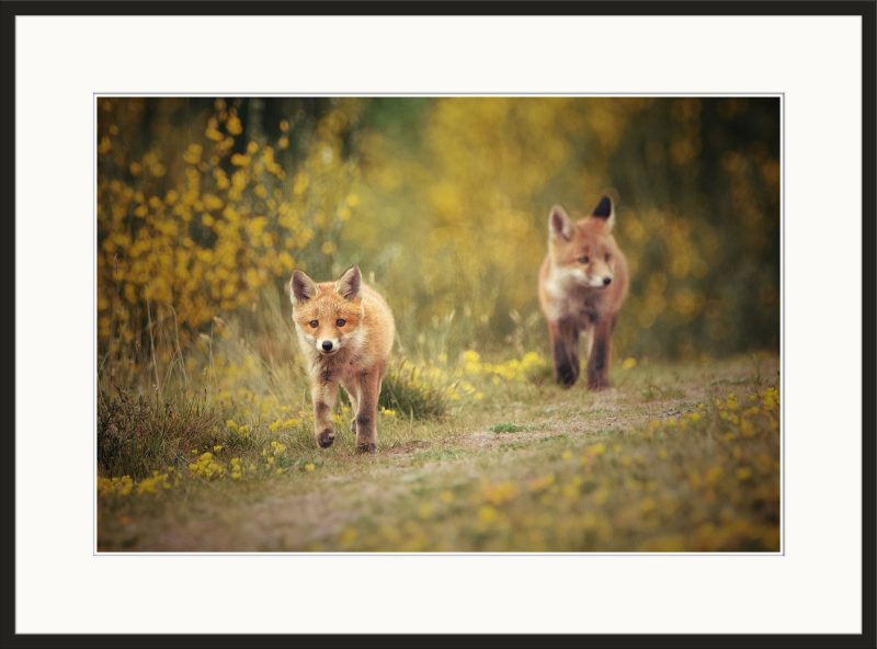 Fox Cubs - B25