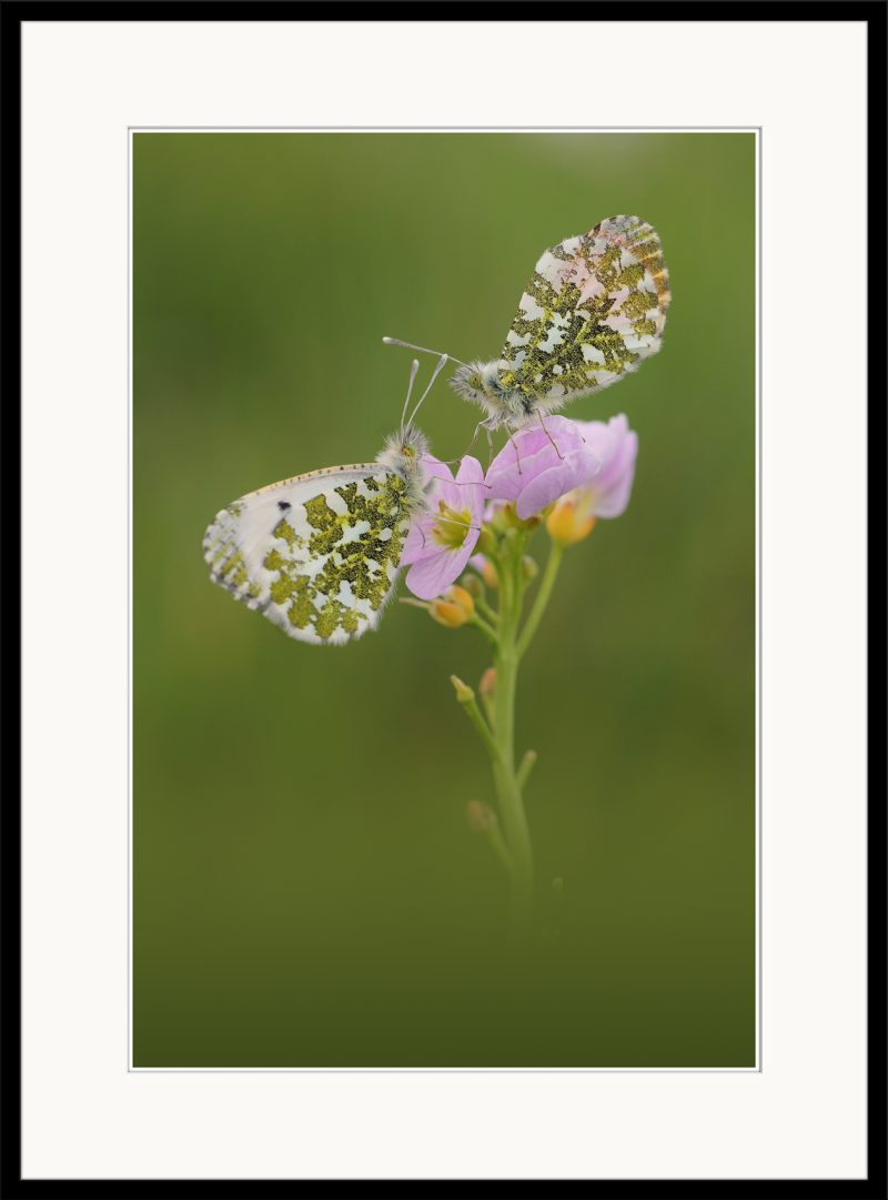 Orange-tip Butterflies - A26