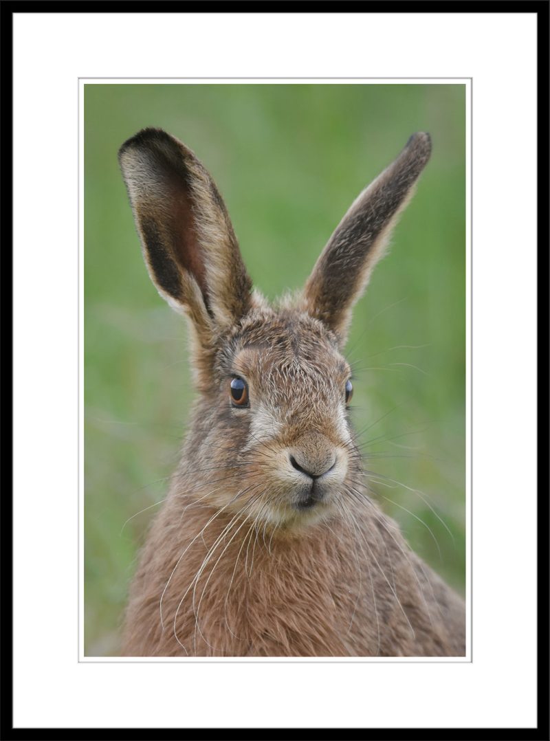 Lollopy Hare Jnr - B28