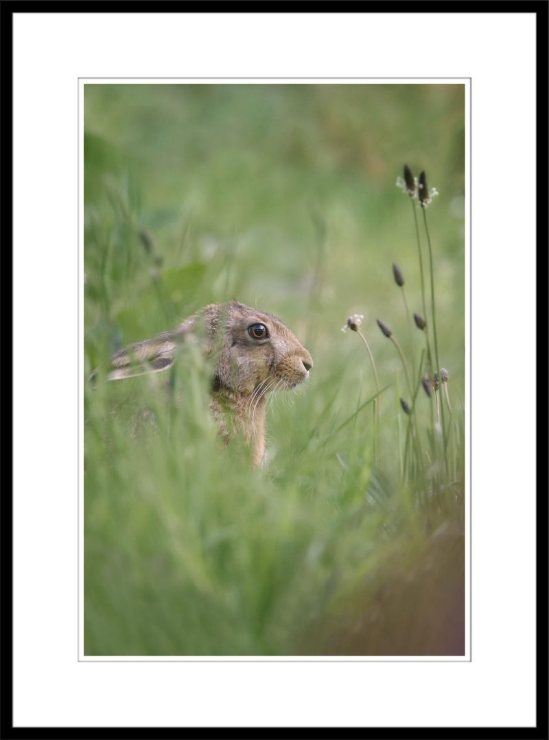 Lollopy Hare Jnr - B30