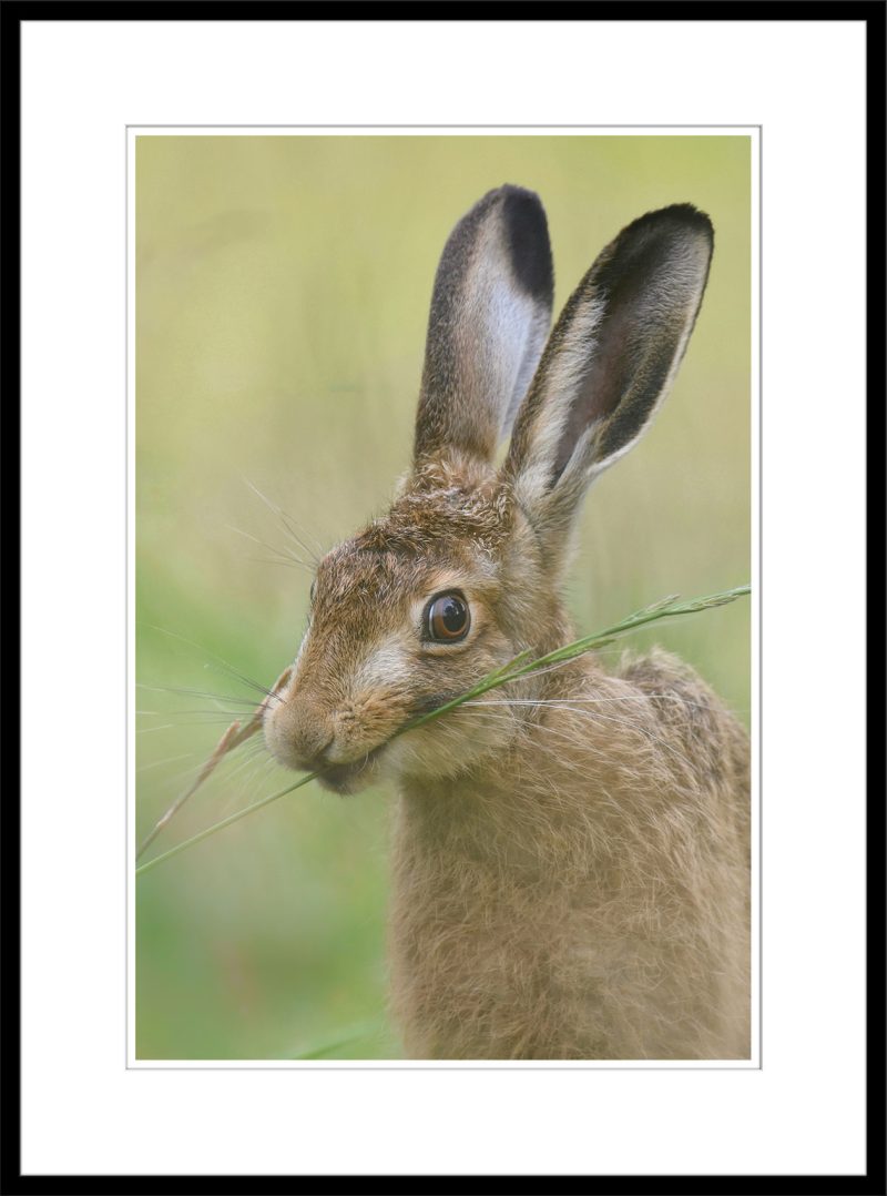 Lollopy Hare Jnr - B31
