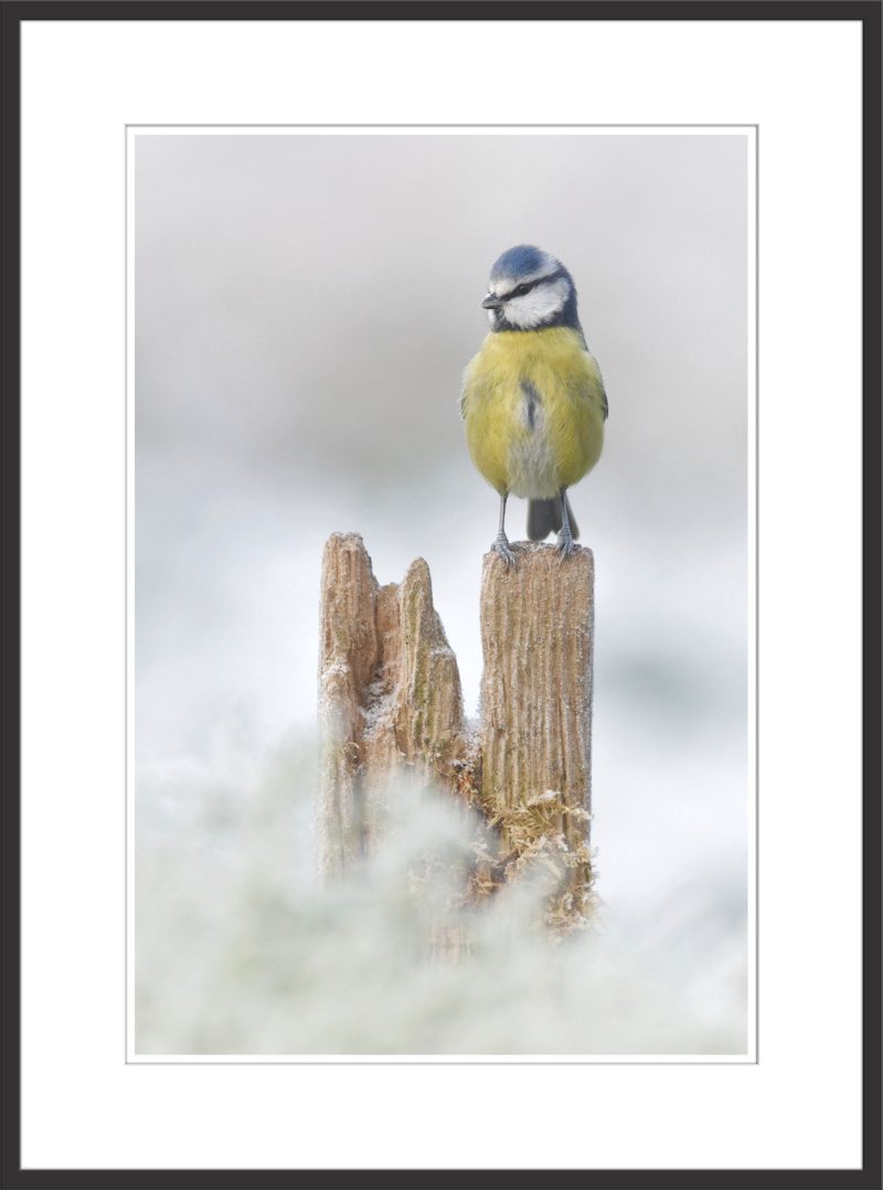 Blue Tit - C43