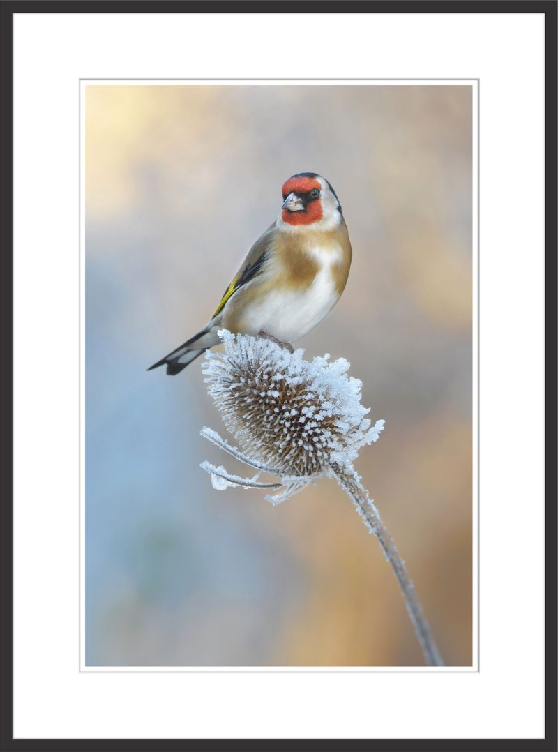 Goldfinch - C42