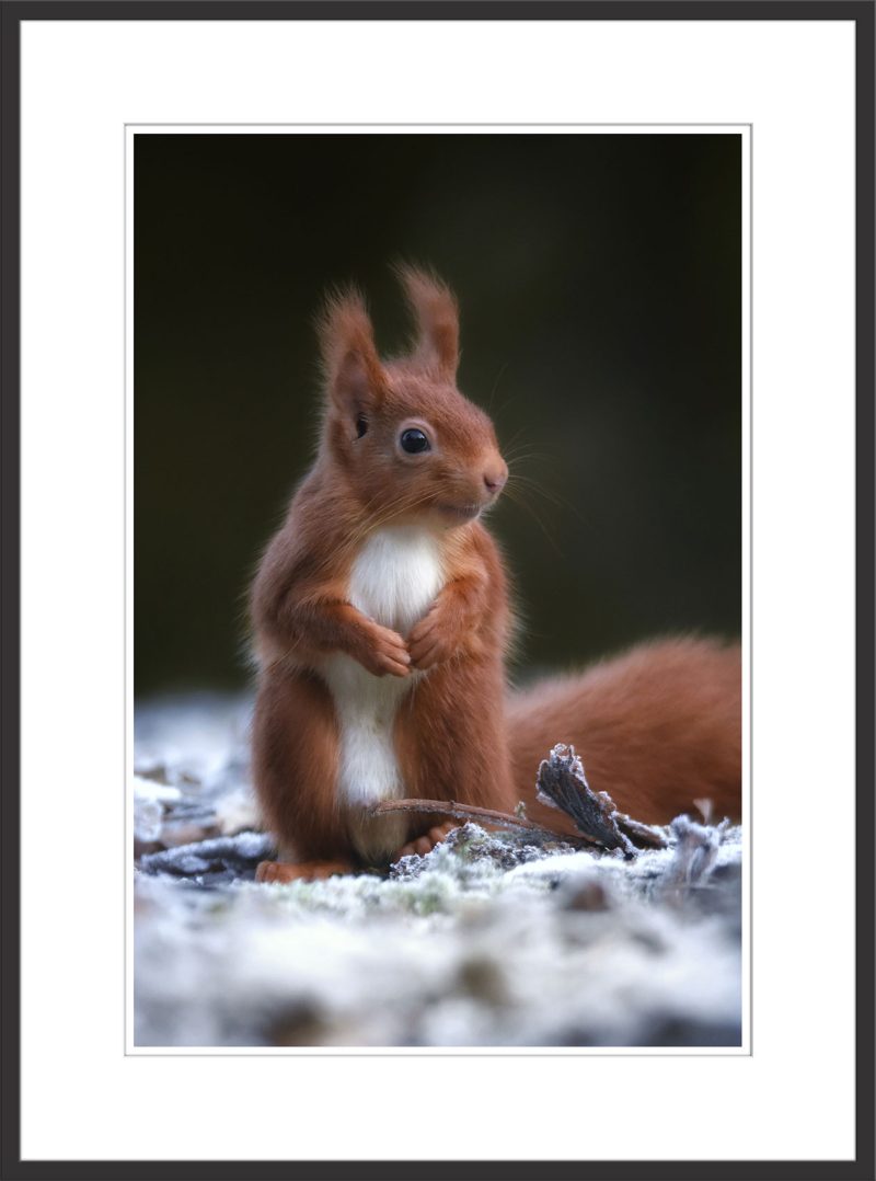 Red Squirrel - B51