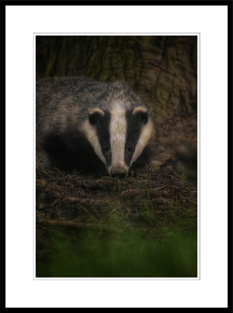 Badger - B57