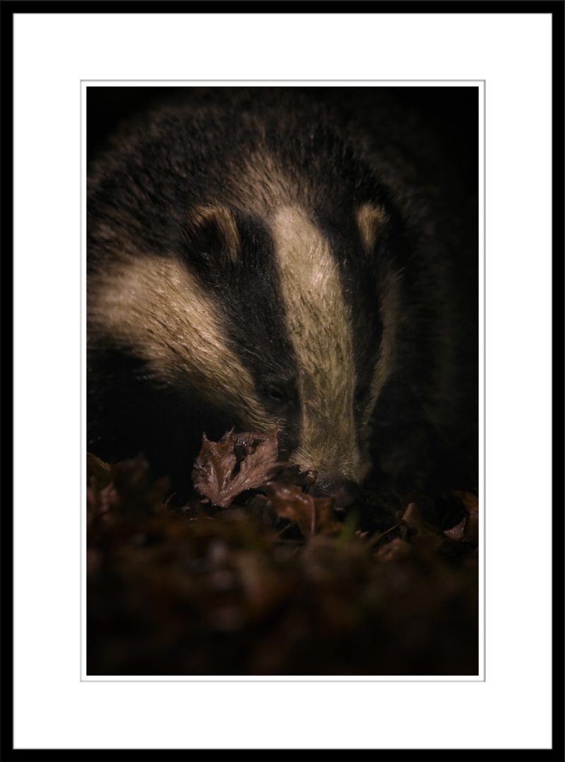 Badger - B59