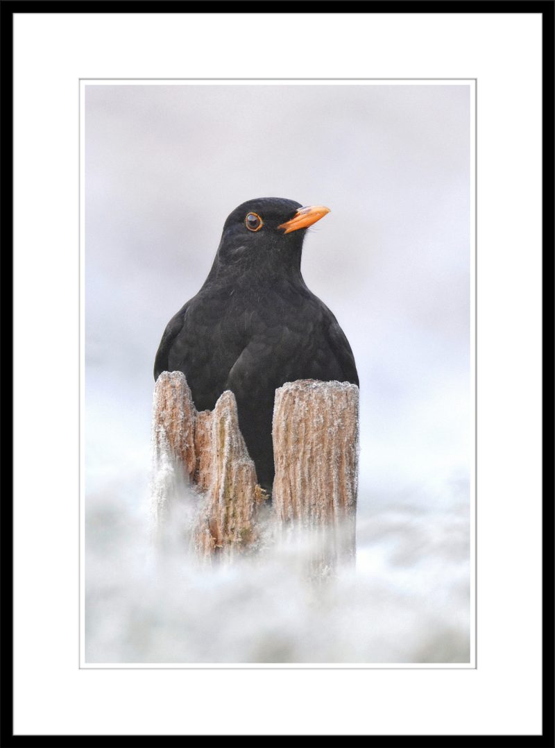 Blackbird- C58