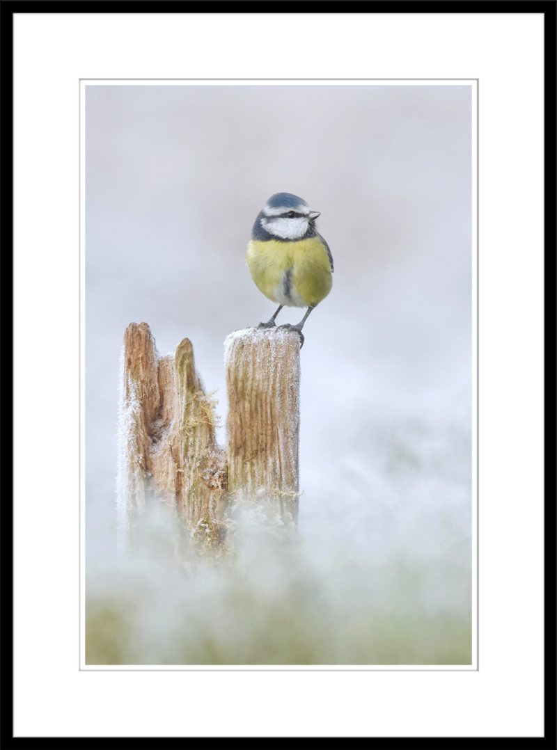 Blue Tit - C55