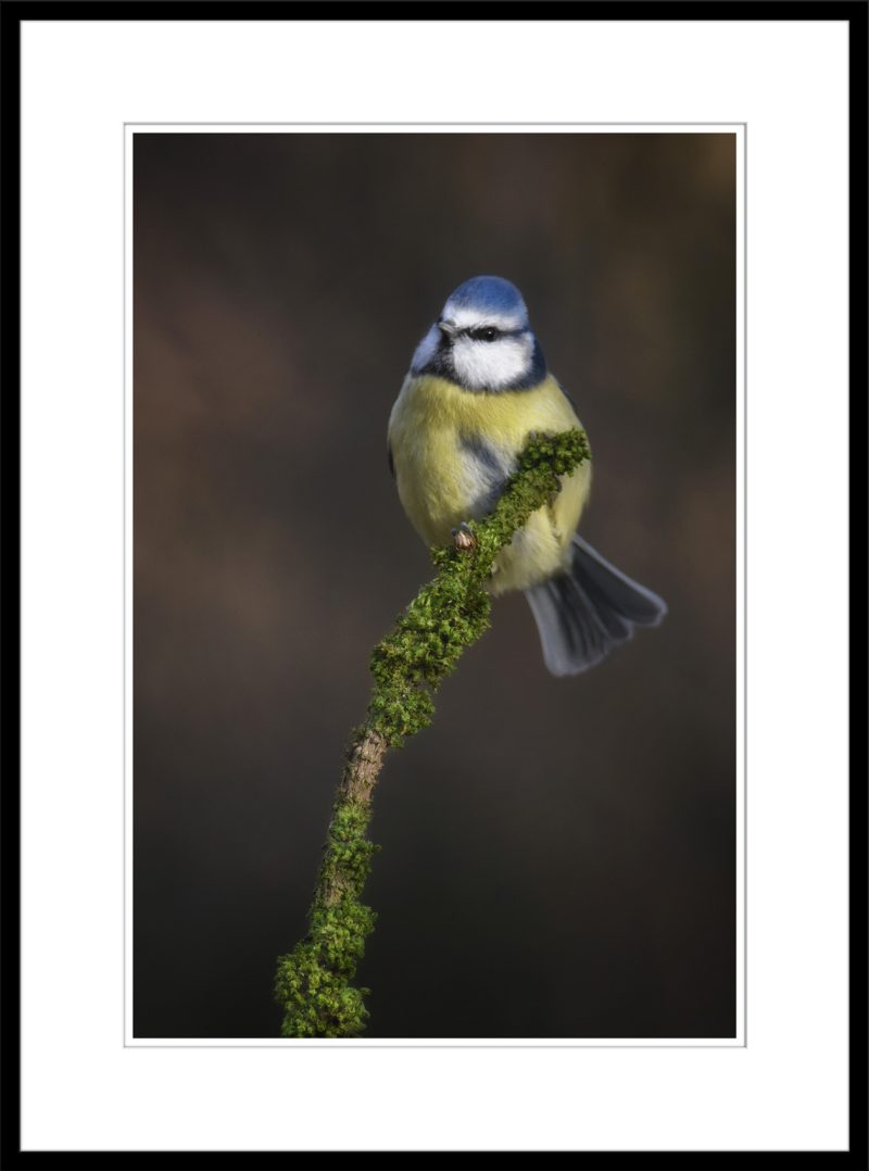 Blue Tit - C73