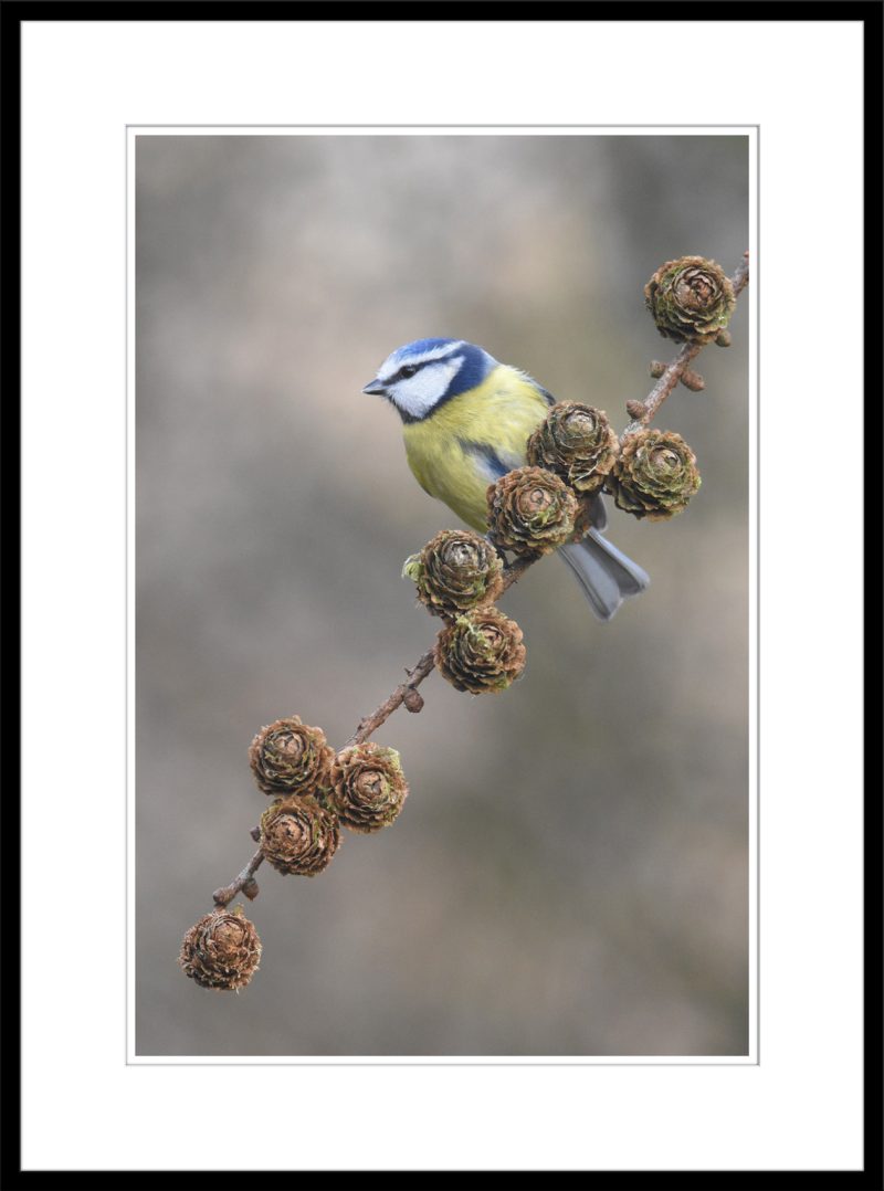 Blue Tit - C75