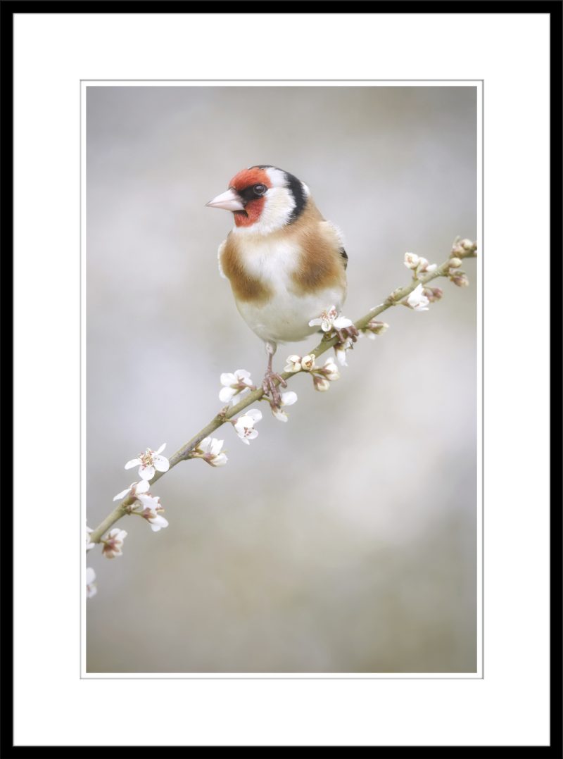 Goldfinch - C71