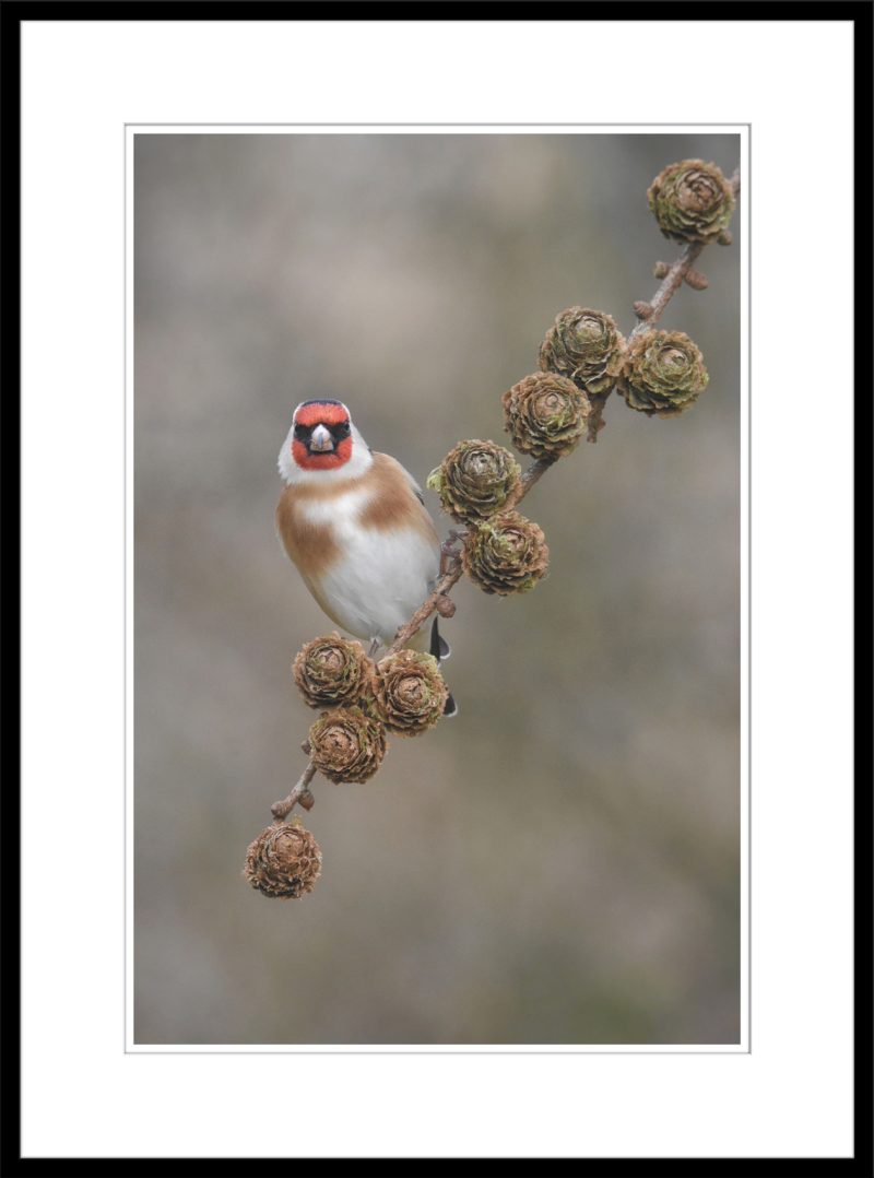 Goldfinch - C76