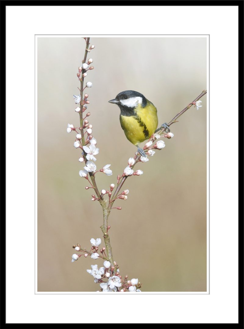 Great Tit - C78