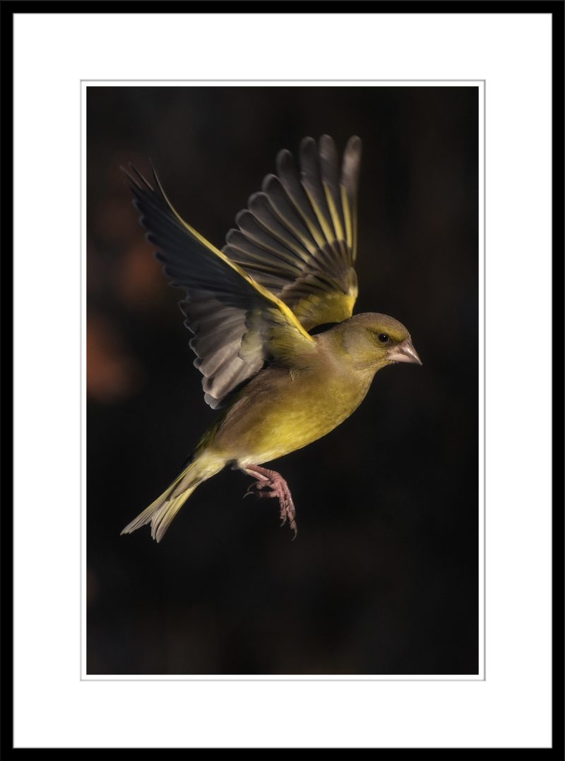 Greenfinch - C64