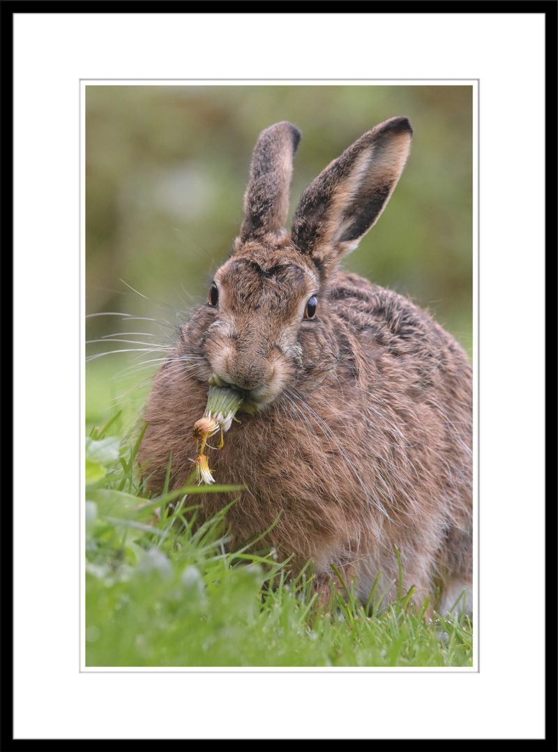 Lollopy Hare - B61
