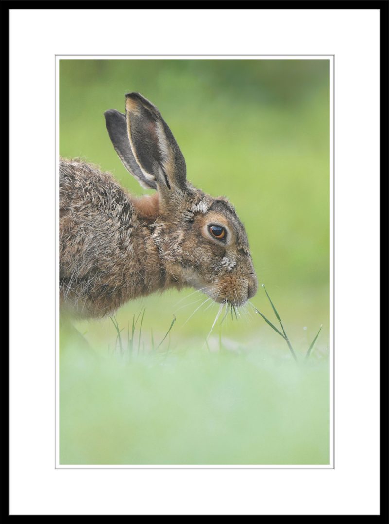 Lollopy Hare - B62