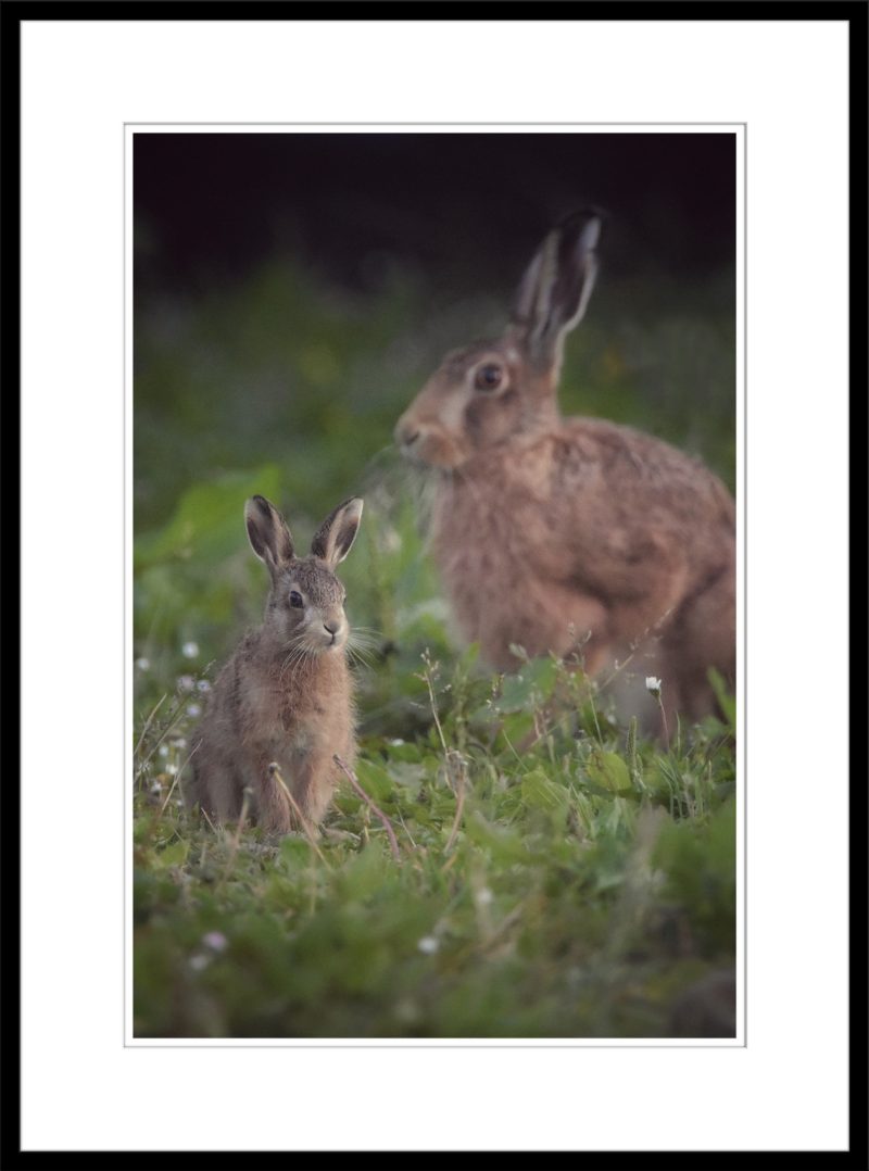 Hare with Leveret - B65