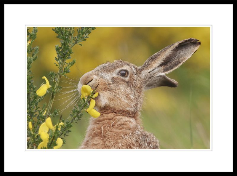 Lollopy Hare - B66